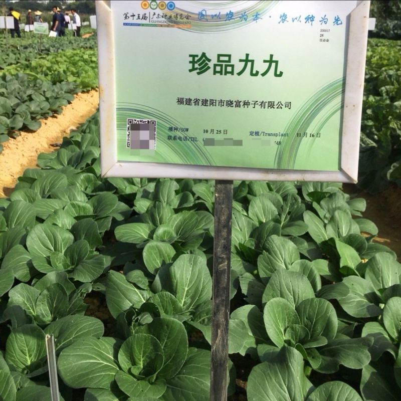 晓富珍品九九青梗菜种子耐热耐寒口感甜脆叶片深绿商品性好青菜种
