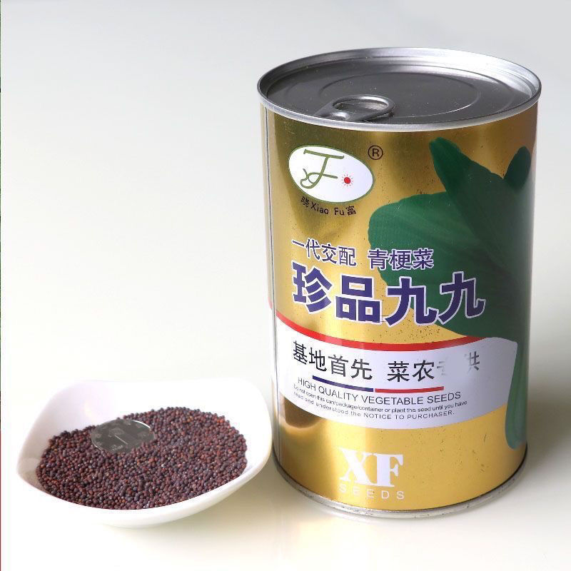 晓富珍品九九青梗菜种子耐热耐寒口感甜脆叶片深绿商品性好青菜种