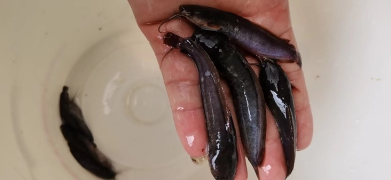 革胡子鲶鱼苗埃及塘虱鱼苗科学养殖不挑食无需增氧机