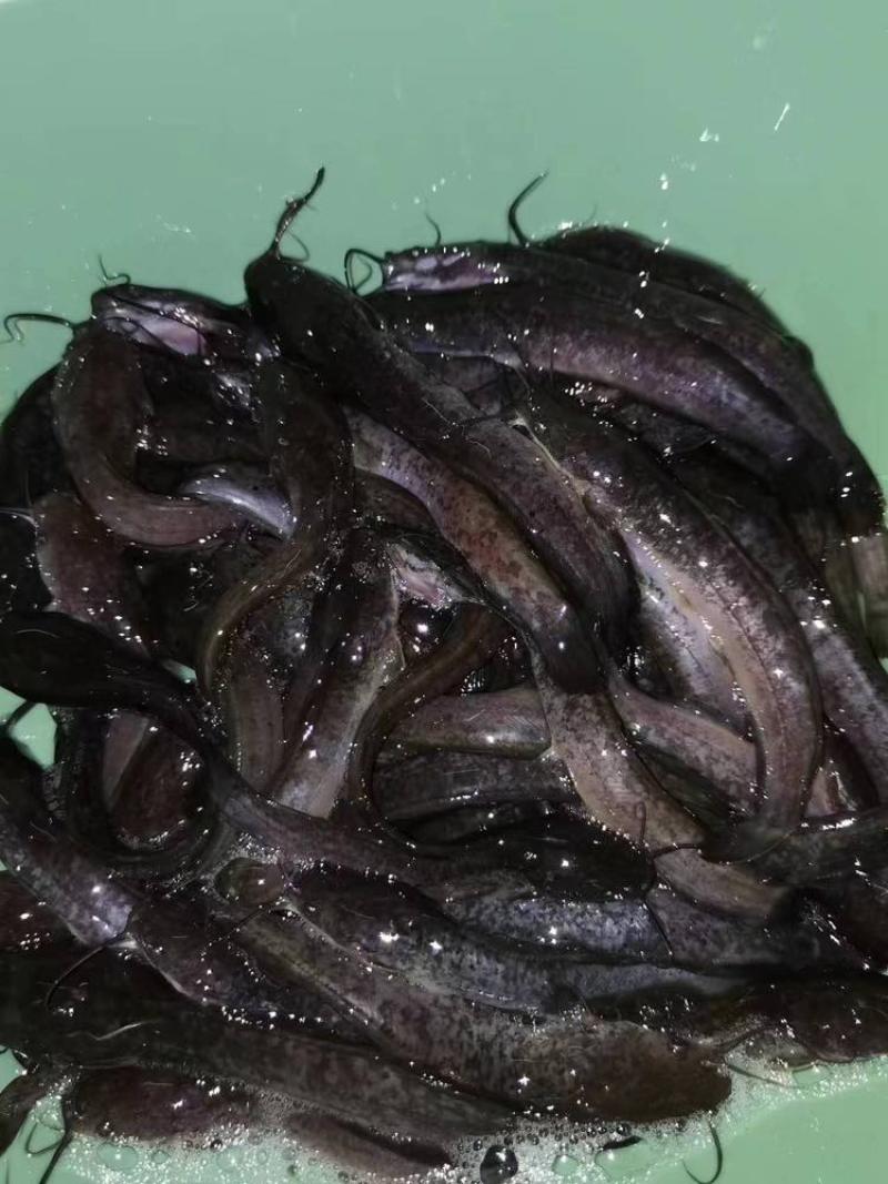 革胡子鲶鱼苗埃及塘虱鱼苗科学养殖不挑食无需增氧机
