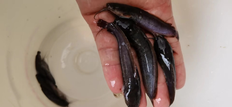 革胡子鲶鱼苗埃及塘虱鱼苗科学养殖不挑食无需增氧机