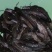 革胡子鲶鱼苗埃及塘虱鱼苗科学养殖不挑食无需增氧机