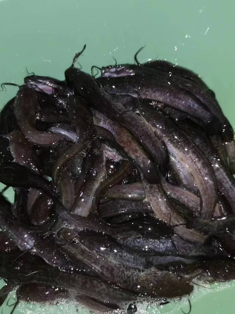 革胡子鲶鱼苗埃及塘虱鱼苗科学养殖不挑食无需增氧机