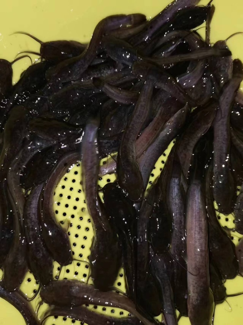 革胡子鲶鱼苗埃及塘虱鱼苗科学养殖不挑食无需增氧机