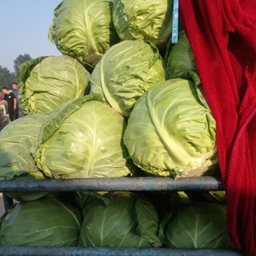陆地甘蓝大量走车，电商平台食堂大量有货，需要联系