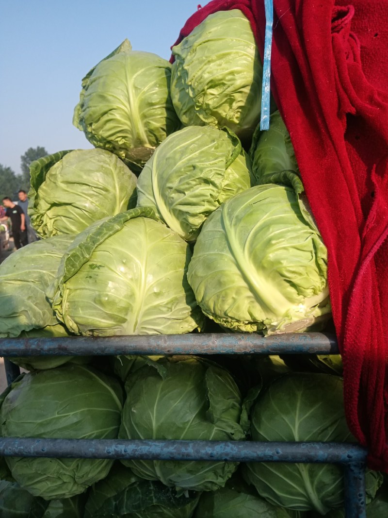 陆地甘蓝大量走车，电商平台食堂大量有货，需要联系