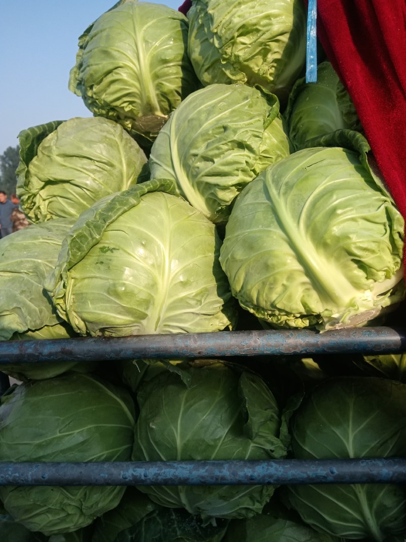陆地甘蓝大量走车，电商平台食堂大量有货，需要联系
