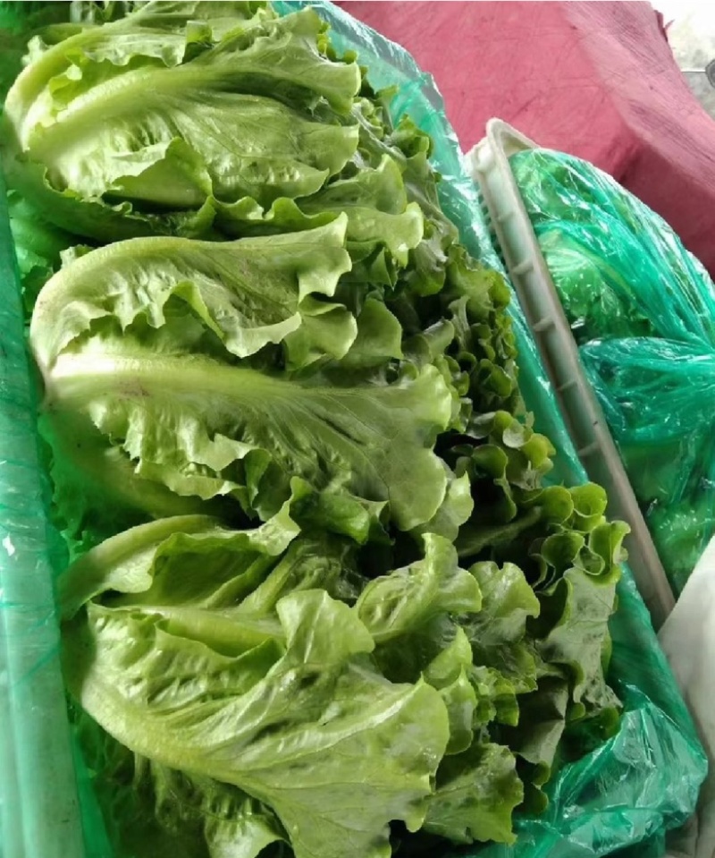 河南生菜，大棚采摘，现摘现发，量大价优，欢迎老板采购