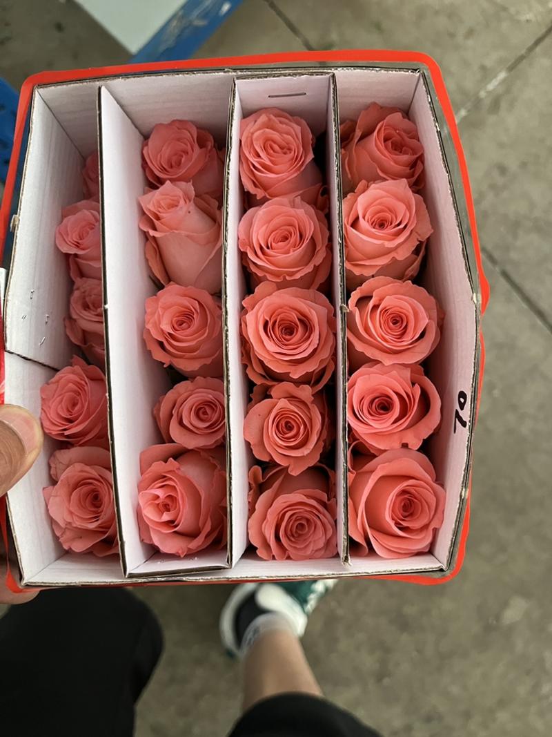 鲜花，玫瑰