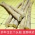 精选黄芪条甘肃岷县直发野生黄芪条