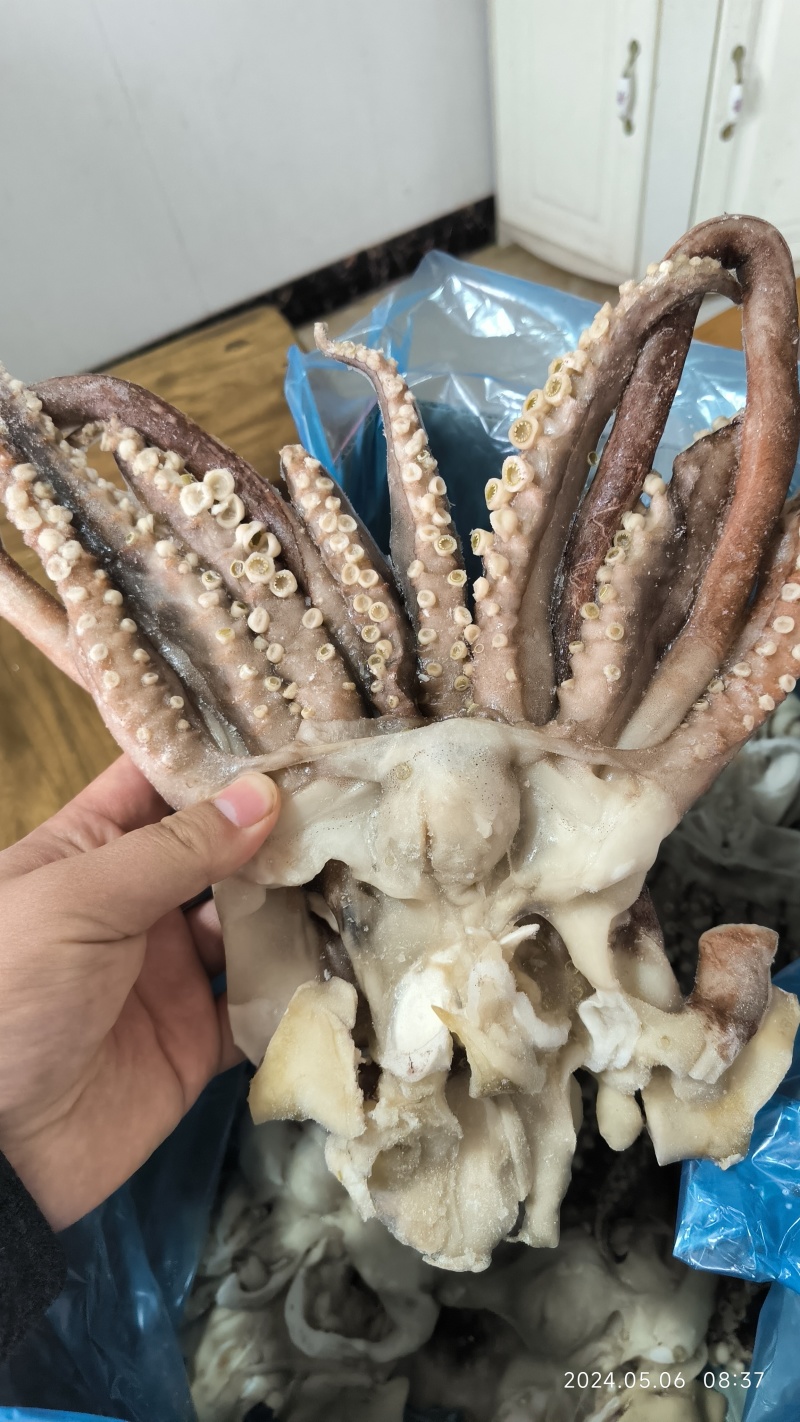 单冻开片鱿鱼头，单冻鱿鱼头，单冻鱿鱼须，脆口头，脆口须