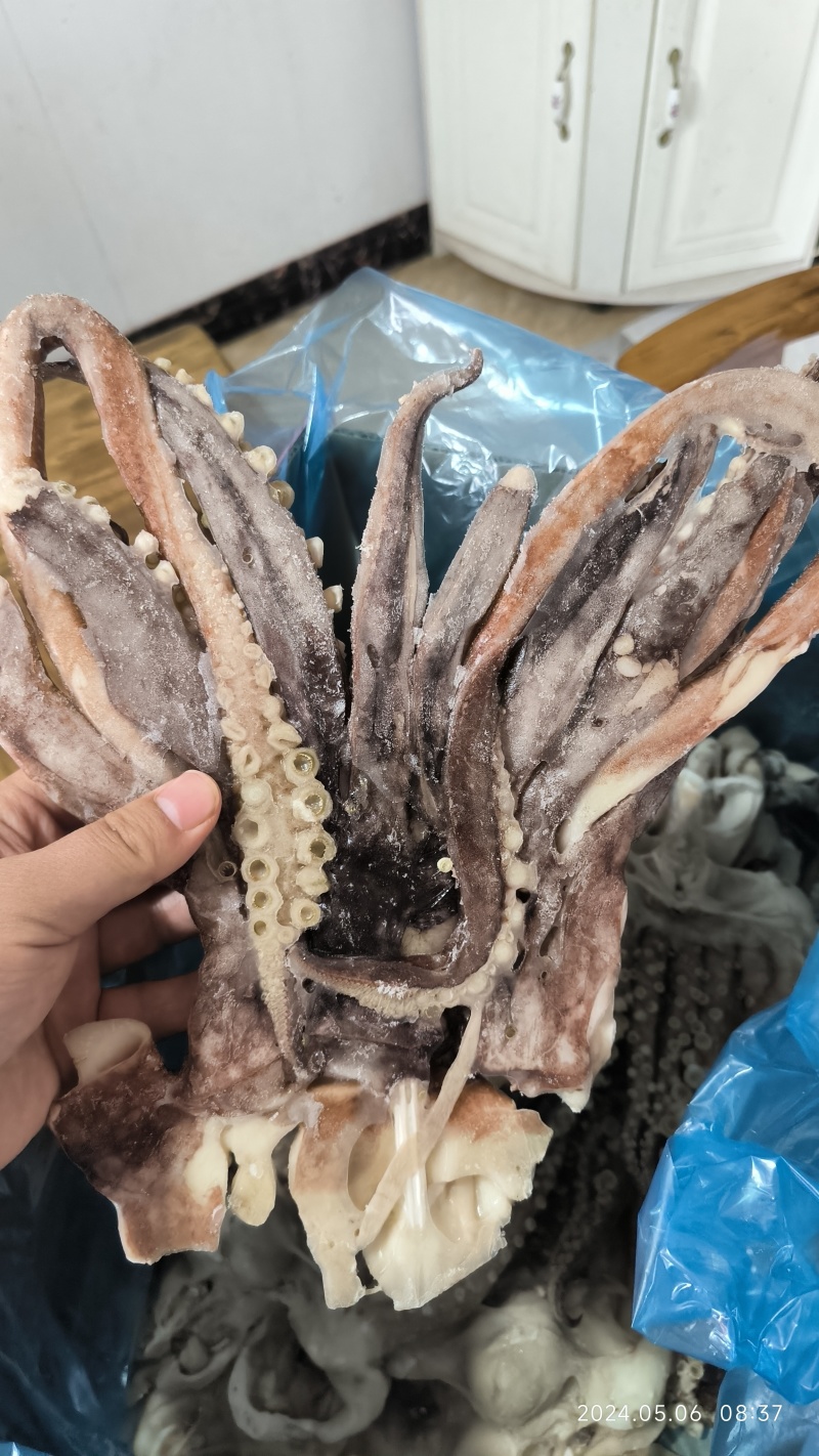单冻开片鱿鱼头，单冻鱿鱼头，单冻鱿鱼须，脆口头，脆口须