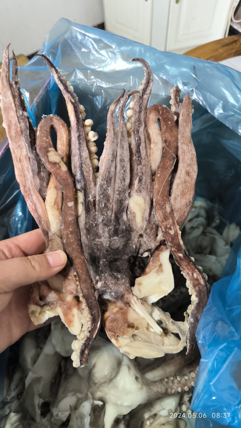 单冻开片鱿鱼头，单冻鱿鱼头，单冻鱿鱼须，脆口头，脆口须