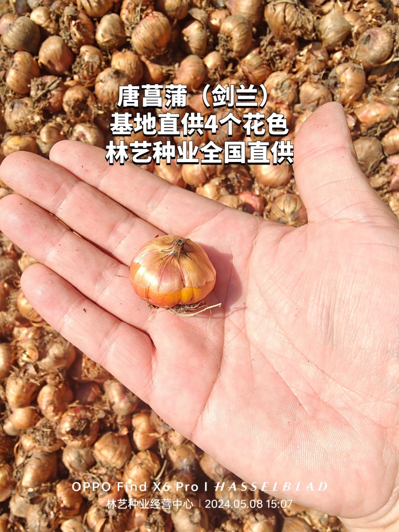 剑兰种球国产进口多年生花卉菖兰花球唐菖蒲花种球四季