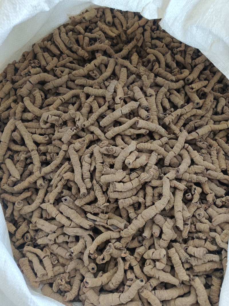 巴戟肉，巴戟天全抽芯实拍，现货，24小时内全国发货