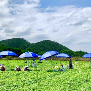 100亩菜地农田转让佛山高明更合良村