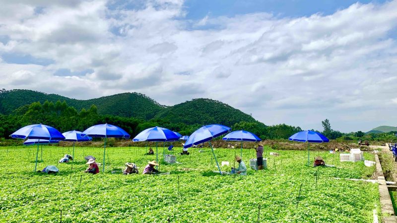 100亩菜地农田转让佛山高明更合良村