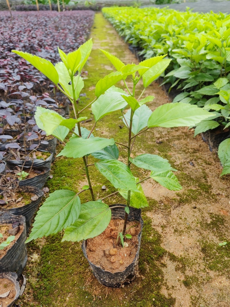 大红花