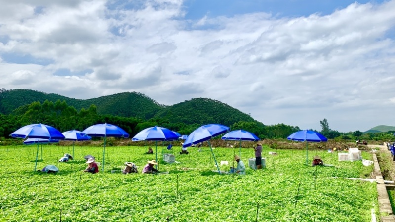 100亩菜地农田转让佛山高明更合良村