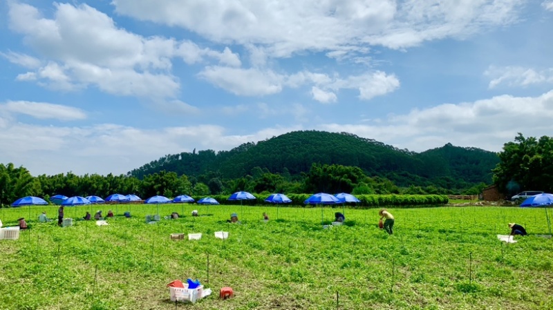 100亩菜地农田转让佛山高明更合良村
