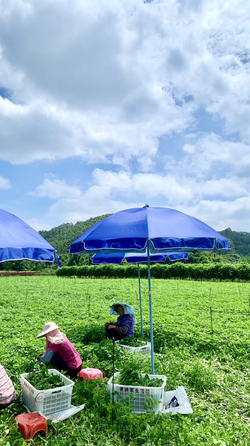 100亩菜地农田转让佛山高明更合良村