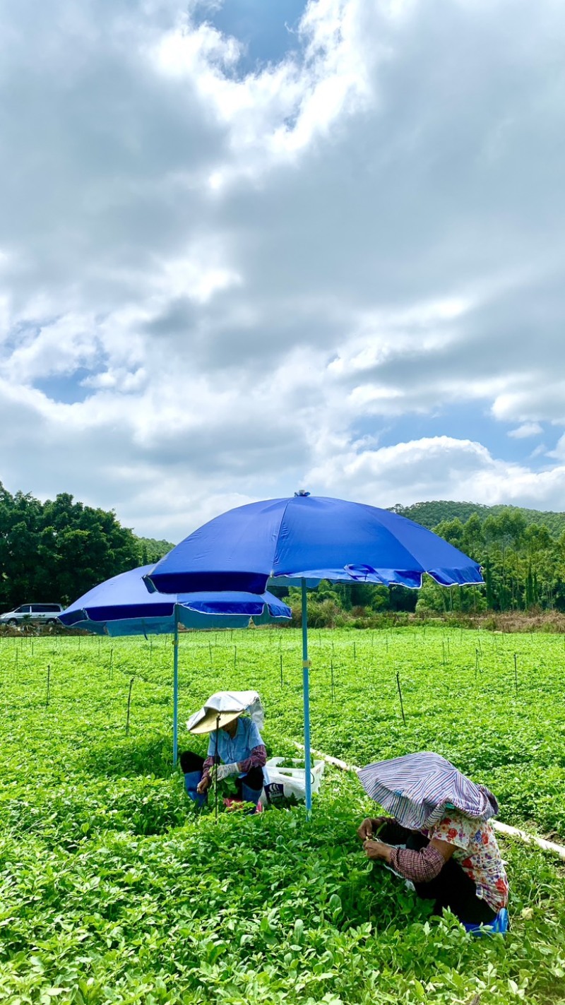 100亩菜地农田转让佛山高明更合良村