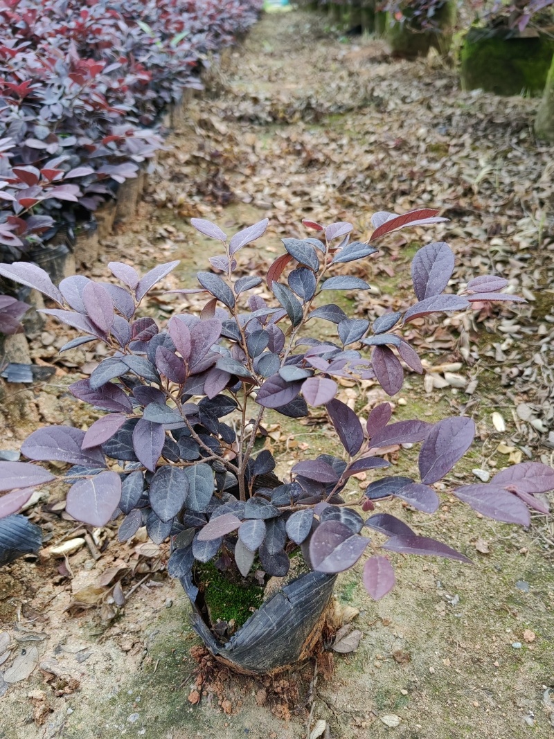 红继木