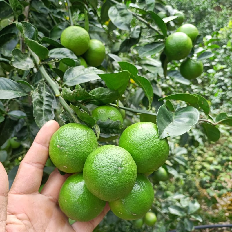 腌制土柠檬