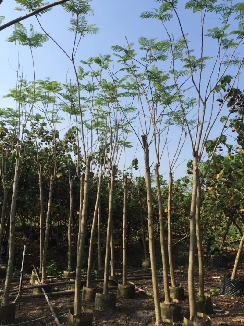 凤凰木3-30分各种规格低价出售