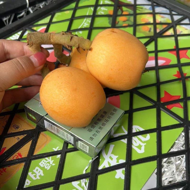 精品五星枇杷