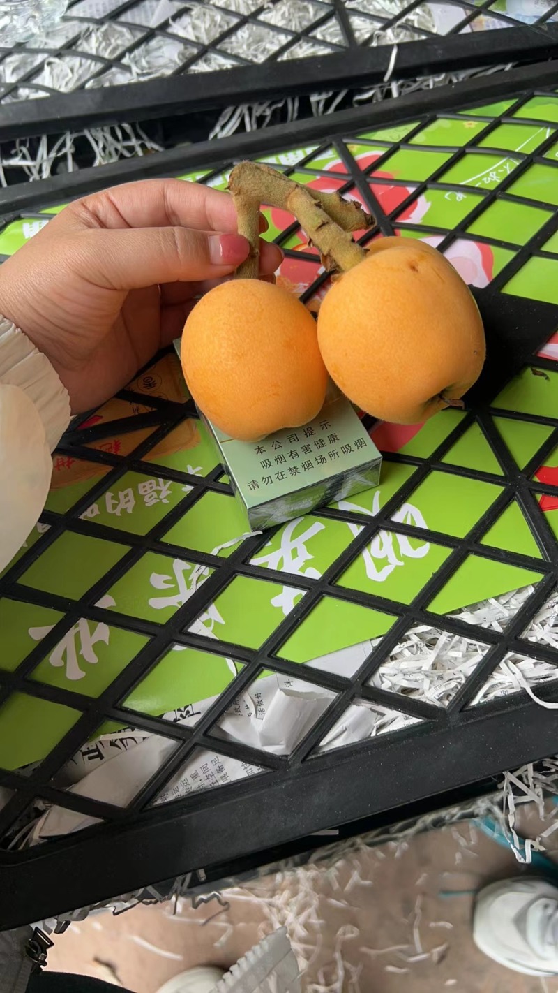 精品五星枇杷