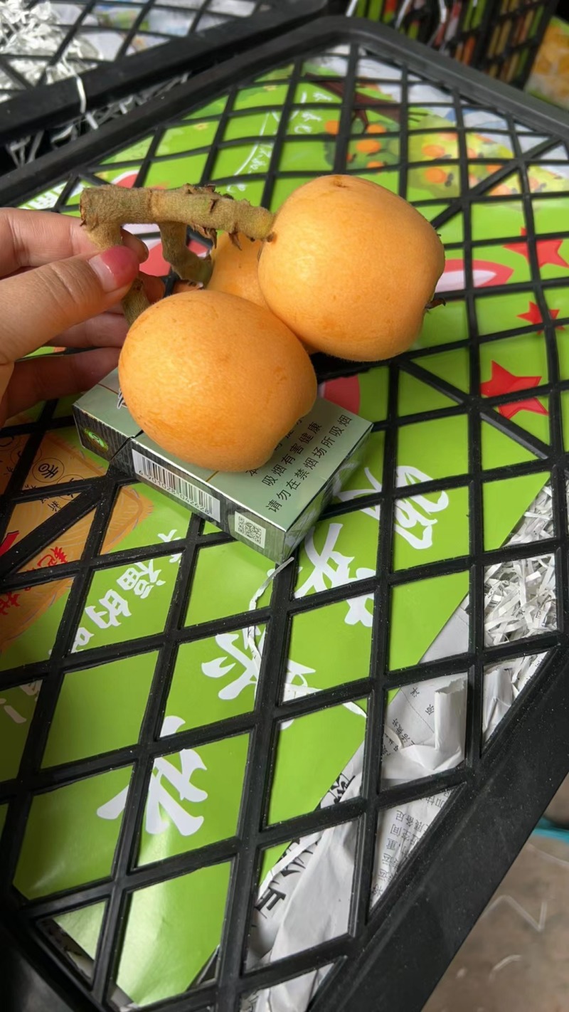精品五星枇杷