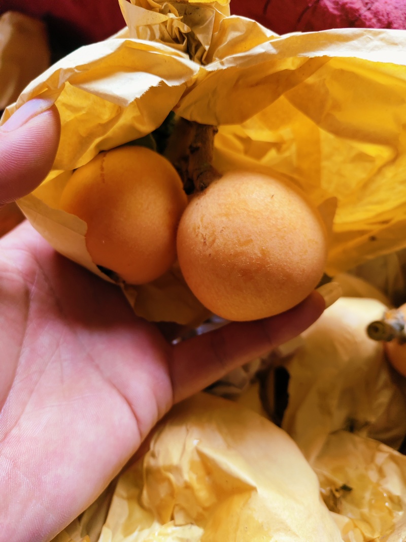 精品五星枇杷