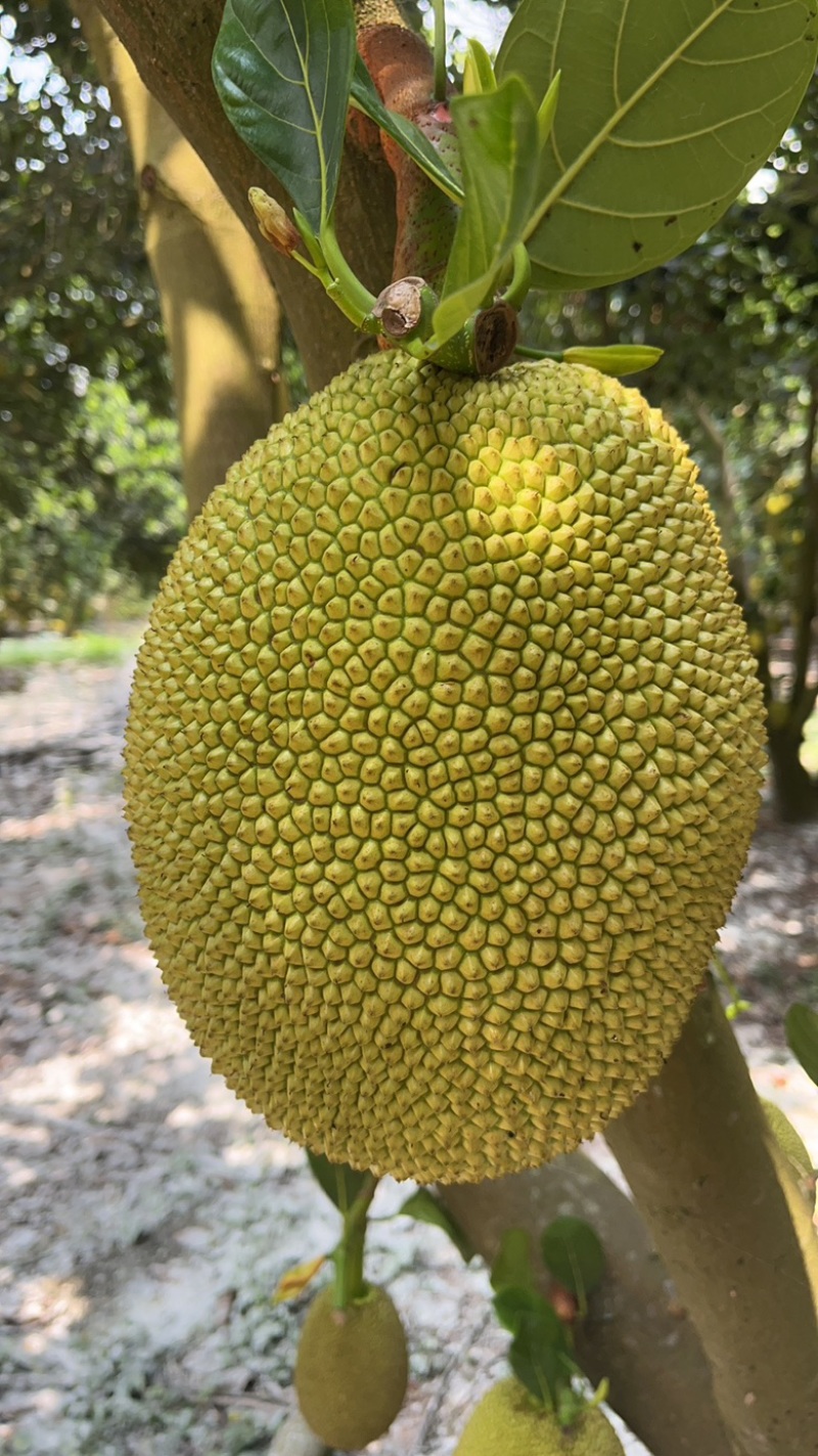 广东无胶菠萝蜜，吃起来香味十足嘴手都留有郁香，营养丰富