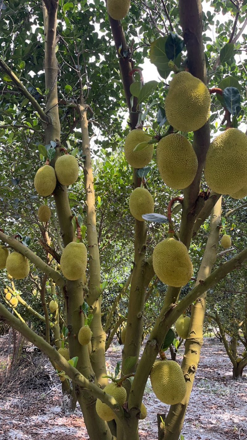 广东无胶菠萝蜜，吃起来香味十足嘴手都留有郁香，营养丰富