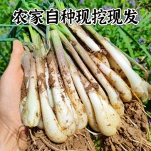 湖南自种农家藠头荞头茭头