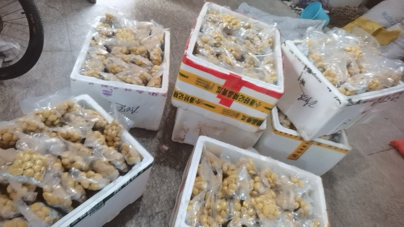 精品品油栗
