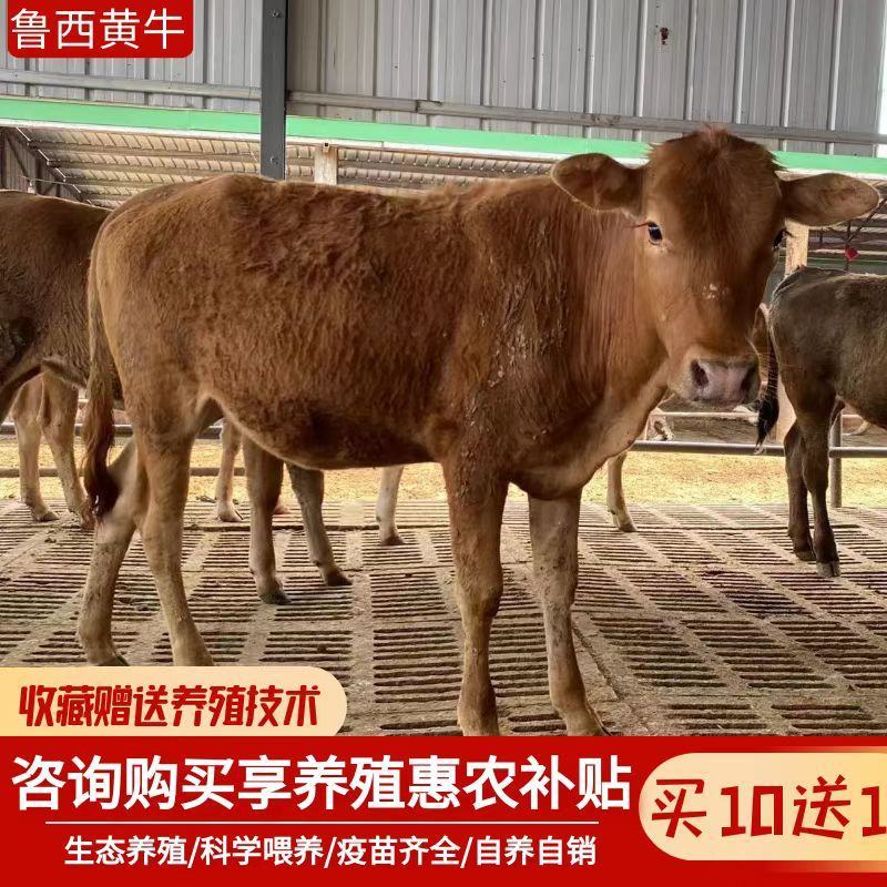 黄牛