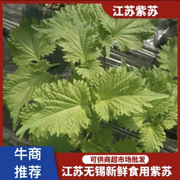 新鲜紫苏叶原产地营养丰富大量上市保质保量支持电商团购批发市场