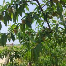 中桃13中桃9新鲜应季毛桃，果实大，肉香甜，