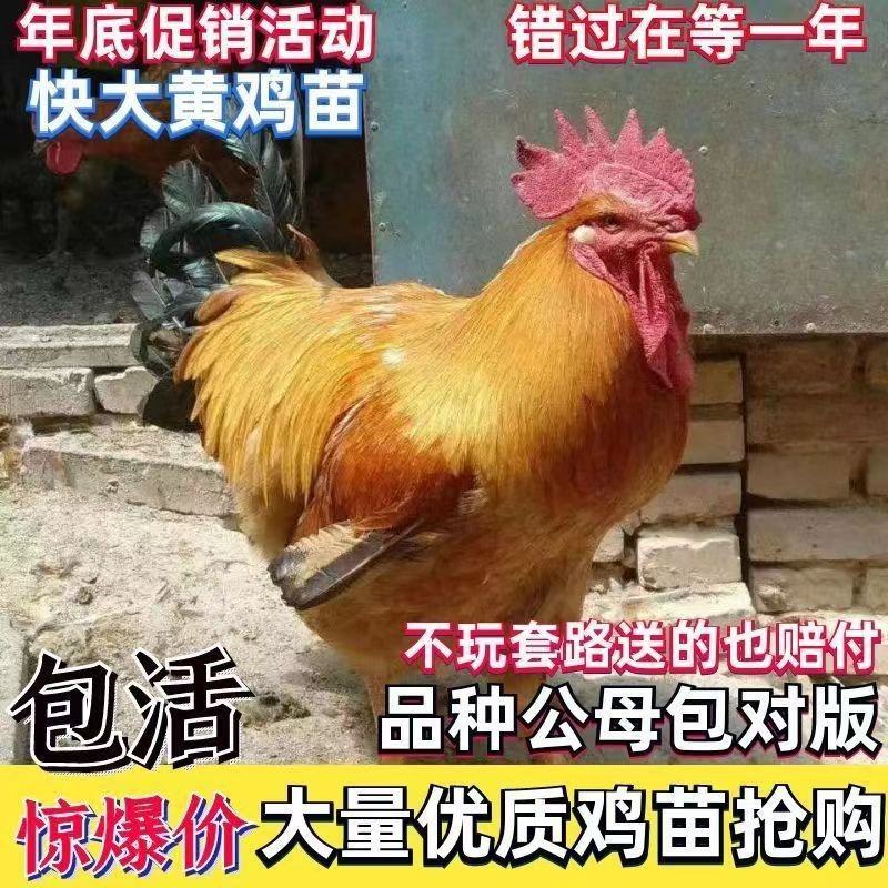 快大黄鸡苗