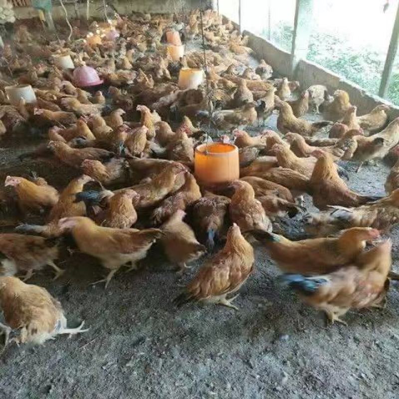 快大黄鸡苗