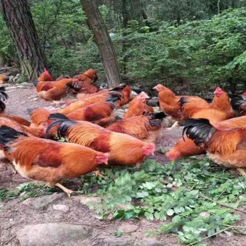 快大黄鸡苗