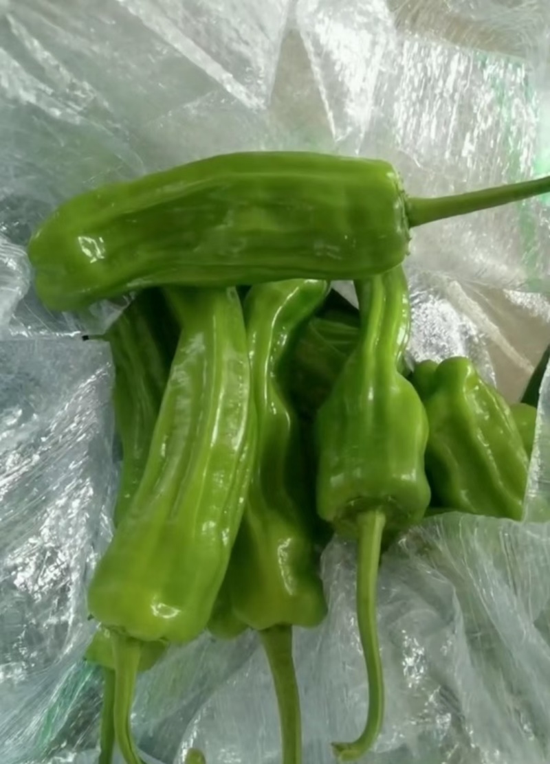 湖北精品芜湖椒，薄皮辣椒，大量有货，原产地直供