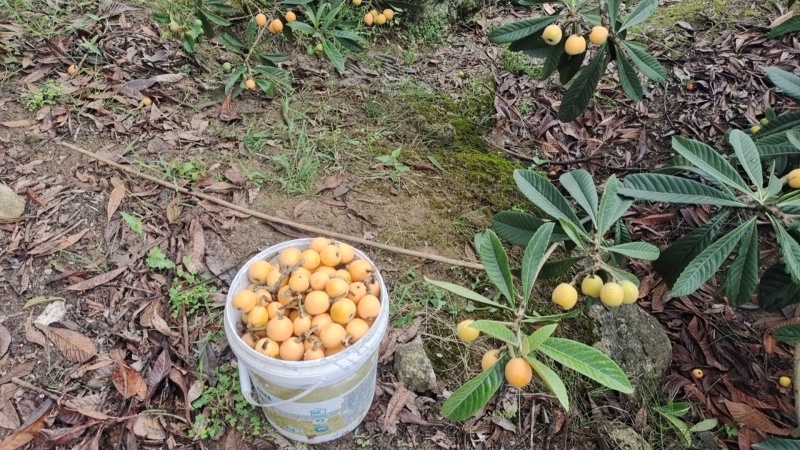 飞凤五星枇杷