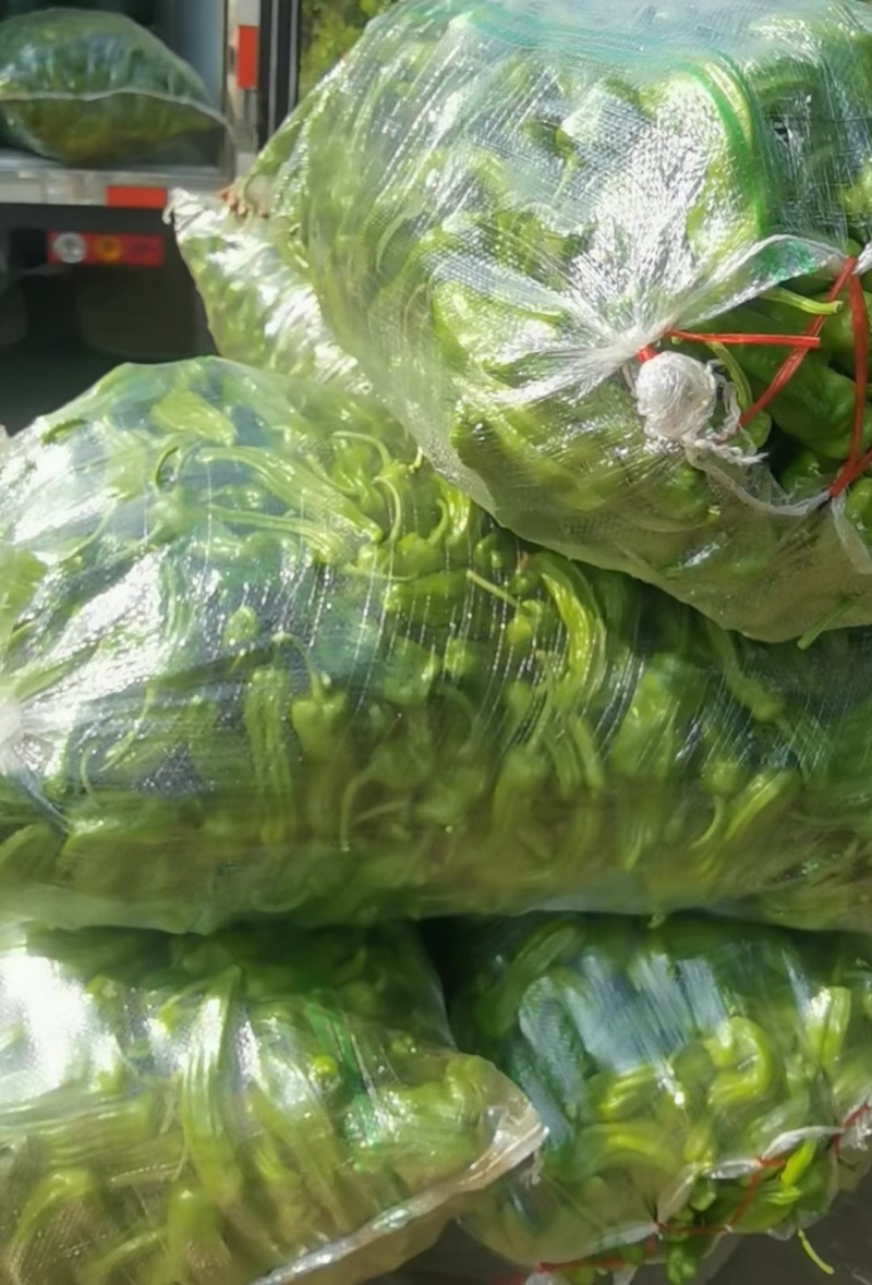 湖北精品芜湖椒，薄皮辣椒，大量有货，原产地直供