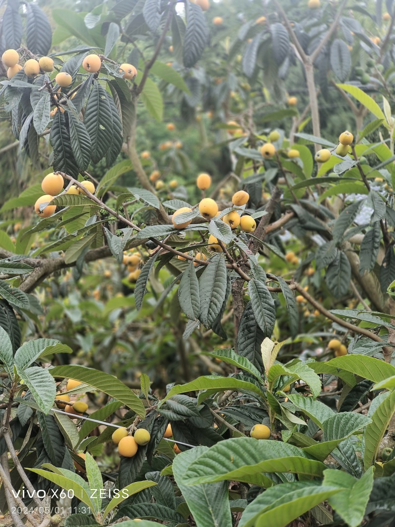 飞凤五星枇杷