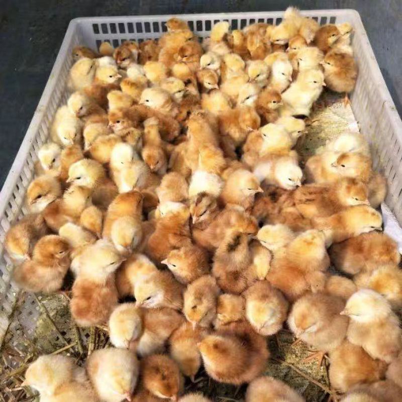 三黄鸡苗