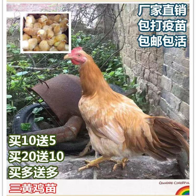 三黄鸡苗