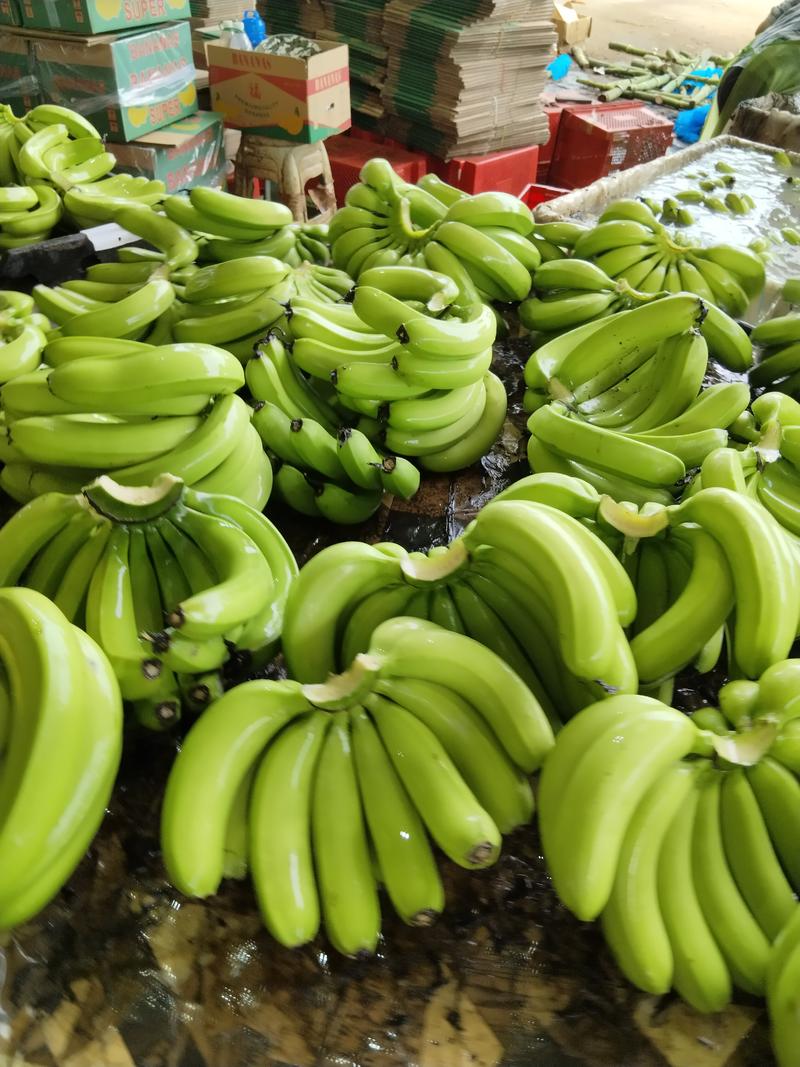 香蕉代理每天都有货